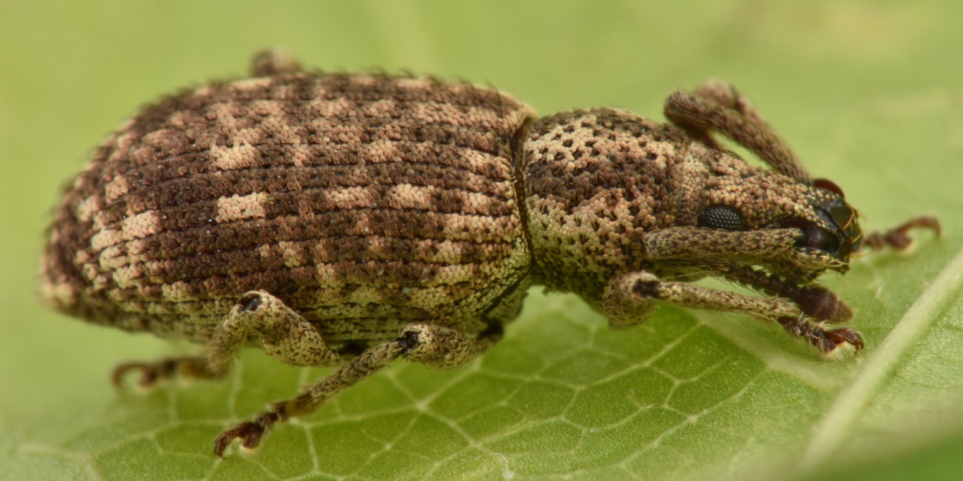 Curculionidae: Simo hirticornis o variegatus?